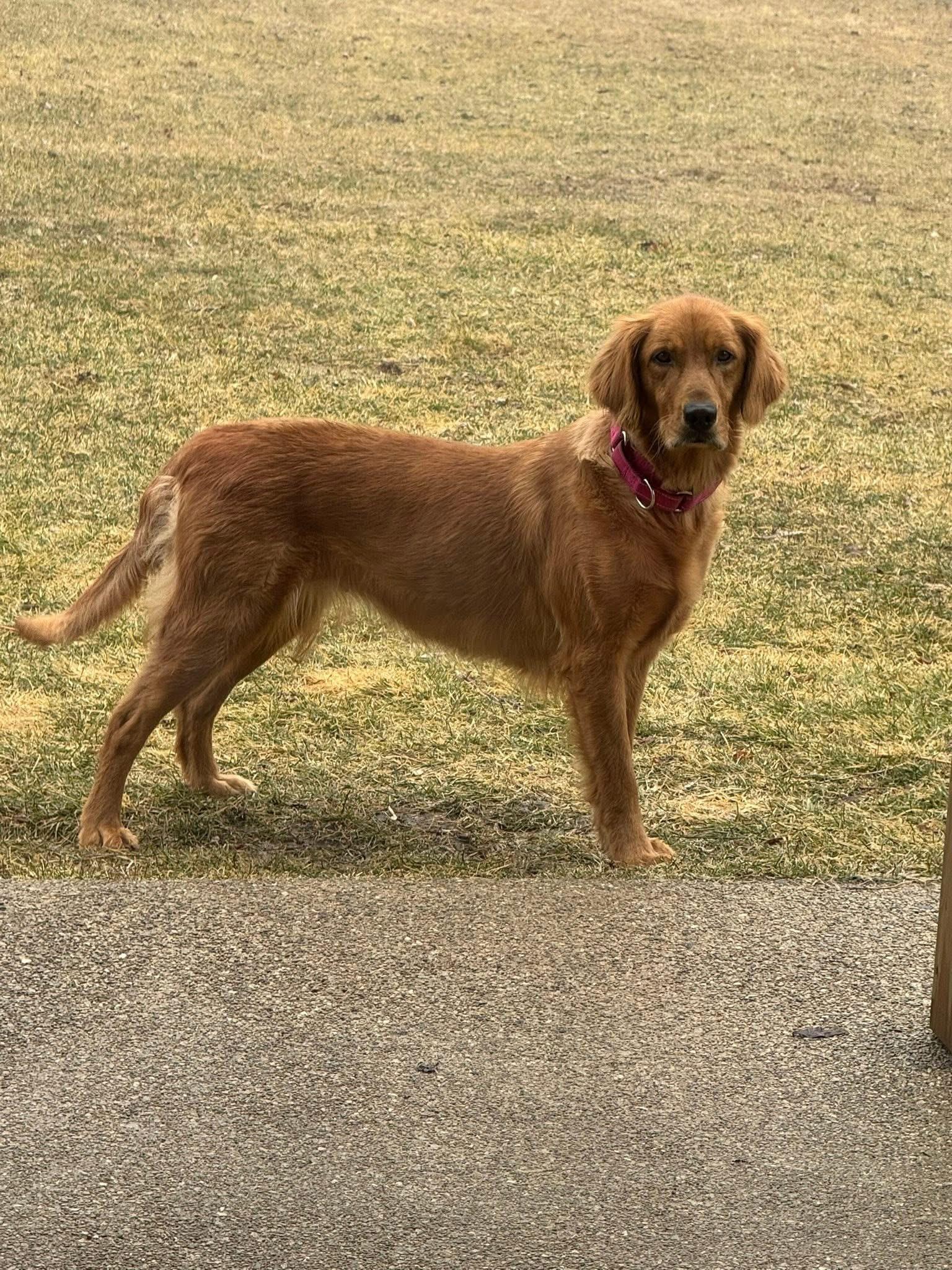 Enlarge Pheasant ADOPTED, an adopted Golden Retriever in Union Grove, WI image 2/4