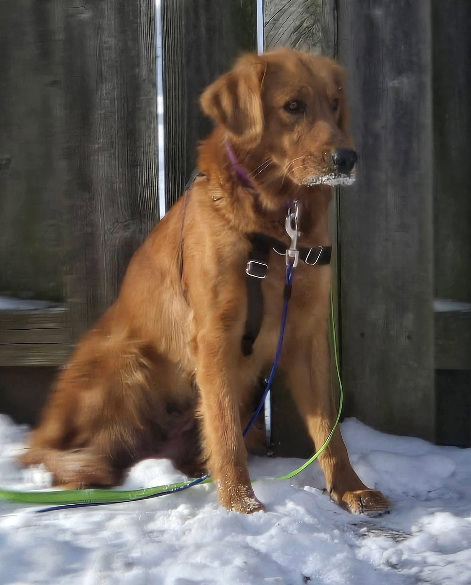 Enlarge Pheasant ADOPTED, an adopted Golden Retriever in Union Grove, WI image 3/4