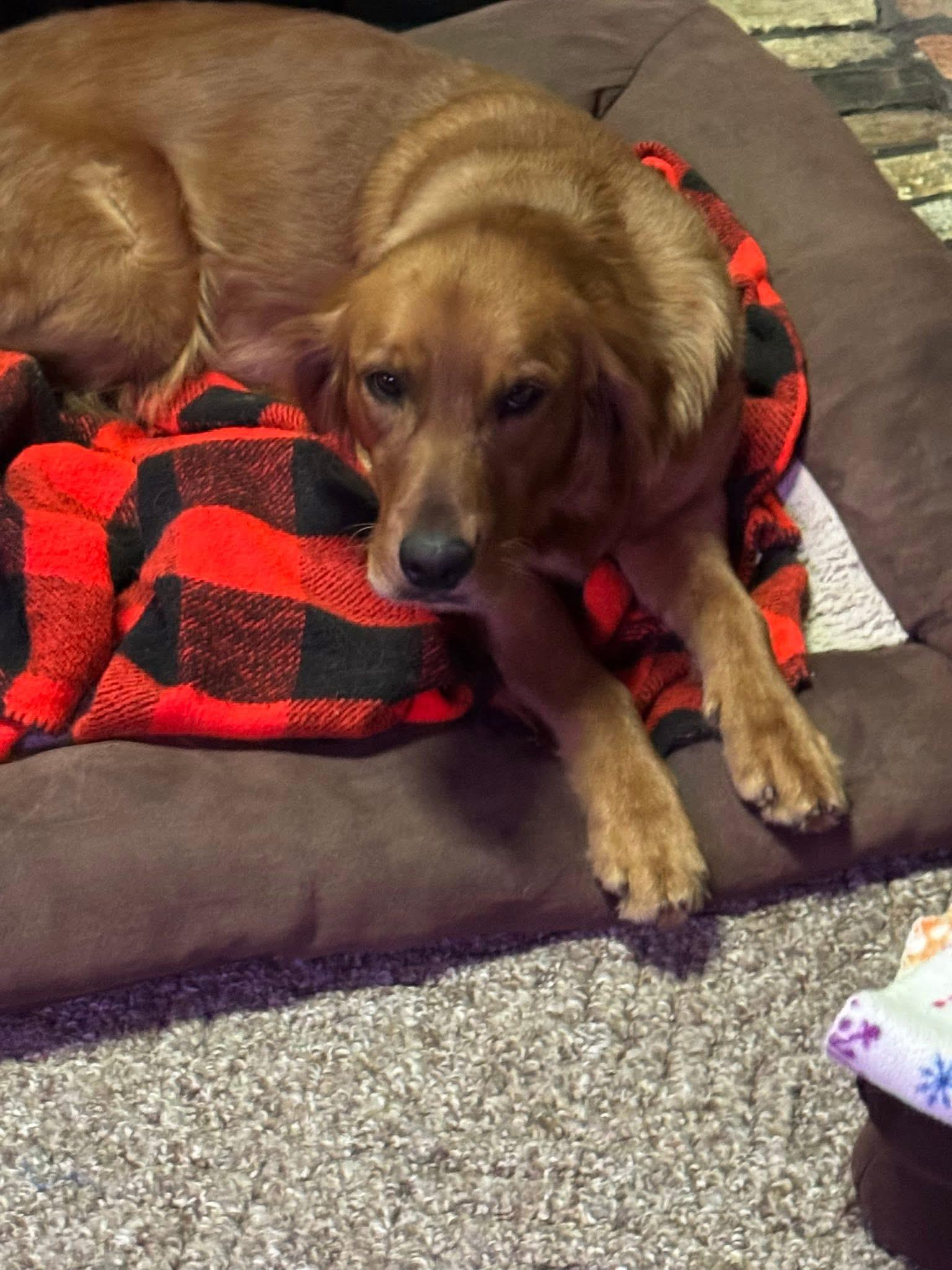 Enlarge Pheasant ADOPTED, an adopted Golden Retriever in Union Grove, WI image 4/4