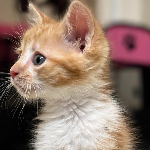 Enlarge Tater Tot, a ADOPTABLE Domestic Short Hair in Roanoke, VA image 2/2