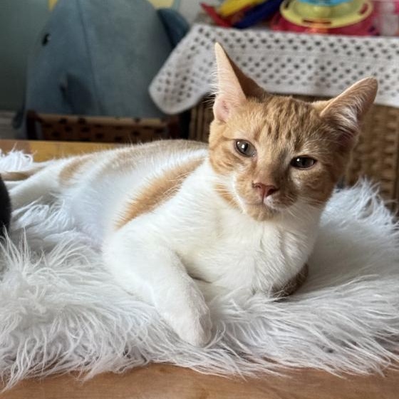 Tater Tot, adoptable, Kitten Male Domestic Short Hair.