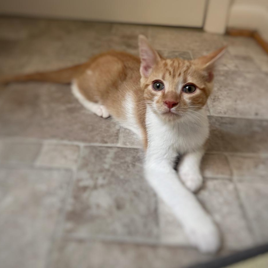 Tater Tot, adoptable, Kitten Male Domestic Short Hair.