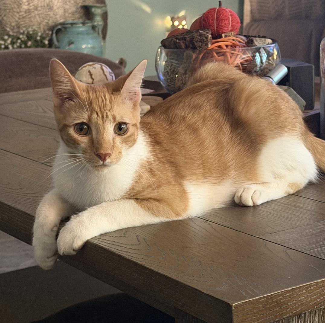 Tater Tot, Adoptable, Kitten Male Domestic Short Hair.