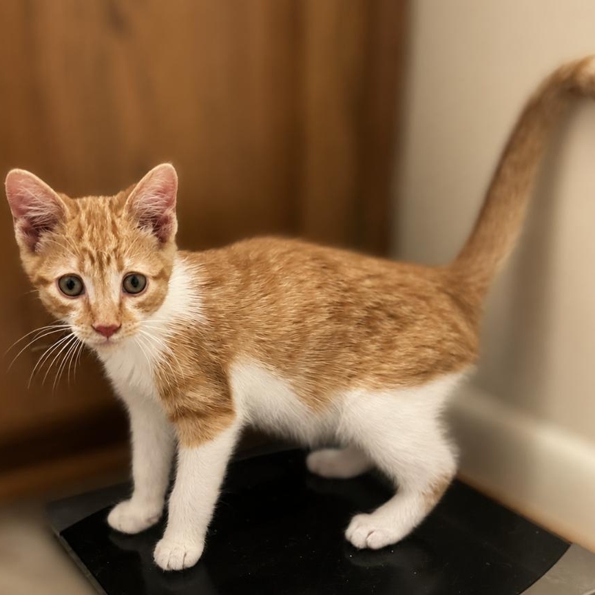 Tater Tot, adoptable, Kitten Male Domestic Short Hair.