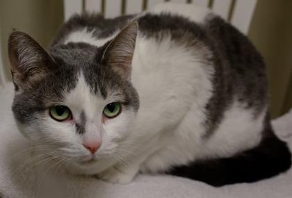 Monica, Adoptable, Young Female Domestic Short Hair & Domestic Short Hair.