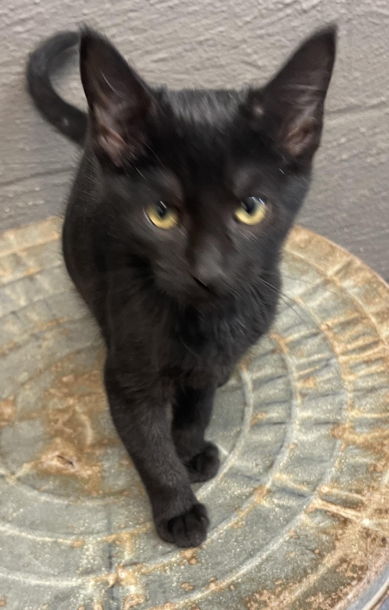 Enlarge MereBelle, a Adoptable Domestic Short Hair in Vicksburg, MS image 1/1