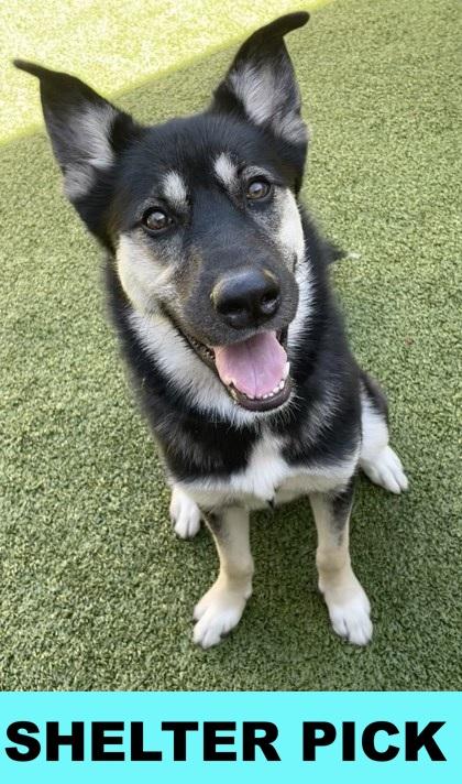 Amelia, a Adoptable mixed breed in Eugene, OR image 1/3