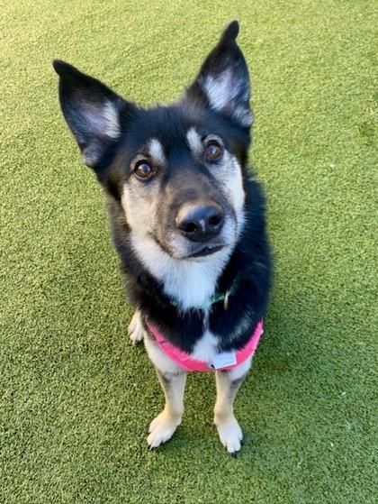 Amelia, a Adoptable mixed breed in Eugene, OR image 3/3