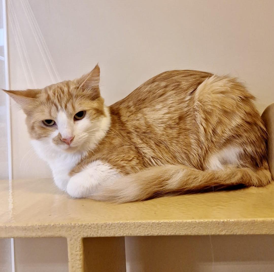 Mountie (bonded with Poutine), a Adoptable mixed breed in Brampton, ON image 1/6