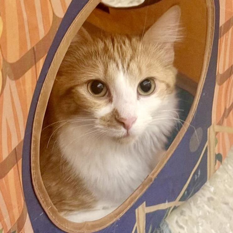 Mountie (bonded with Poutine), Adoptable, Kitten Female Tabby & Domestic Medium Hair.