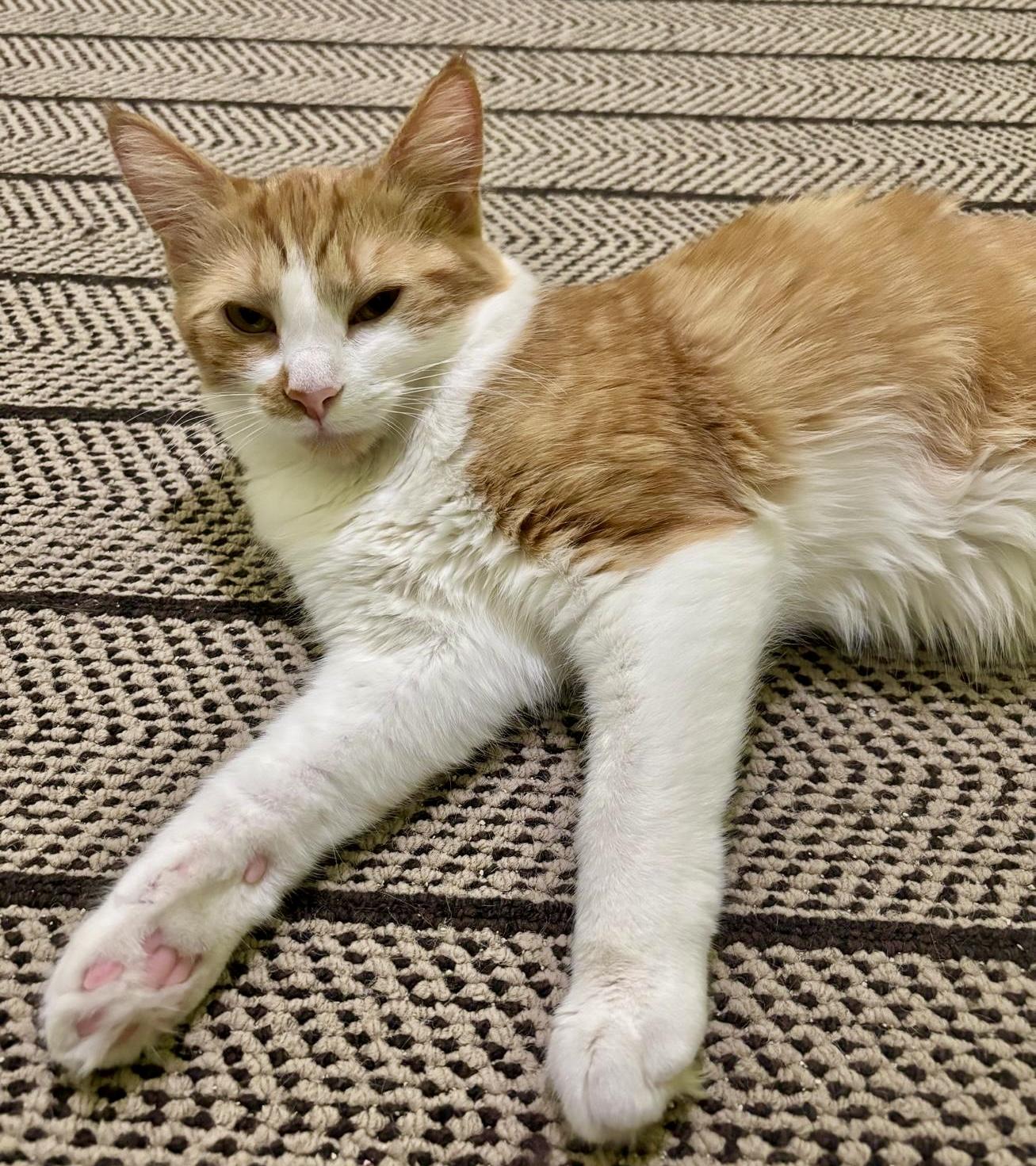 Mountie (bonded with Poutine), a Adoptable mixed breed in Brampton, ON image 4/6