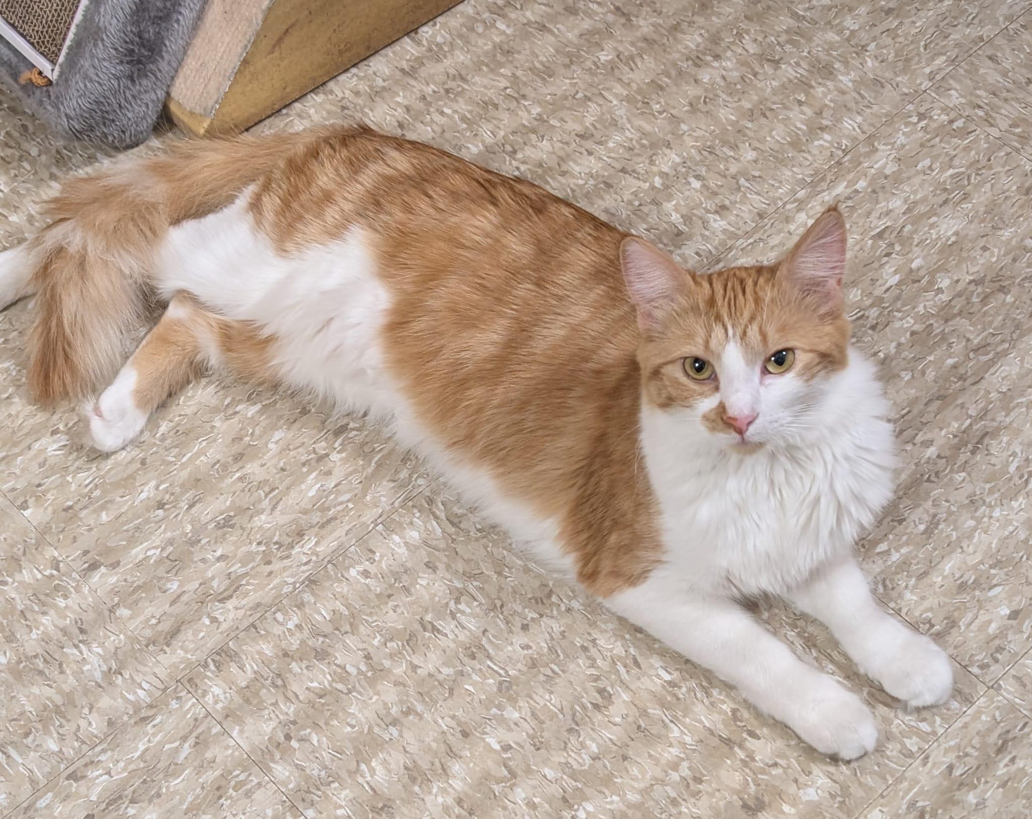 Enlarge Mountie (bonded with Poutine), a Adoptable mixed breed in Brampton, ON image 2/6