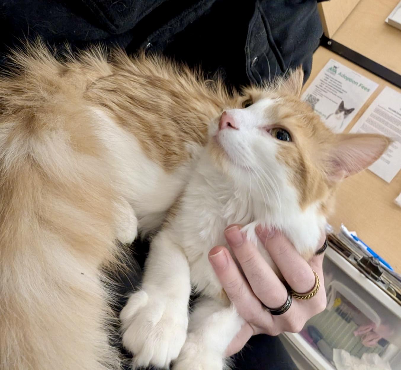 Enlarge Mountie (bonded with Poutine), a Adoptable mixed breed in Brampton, ON image 3/6