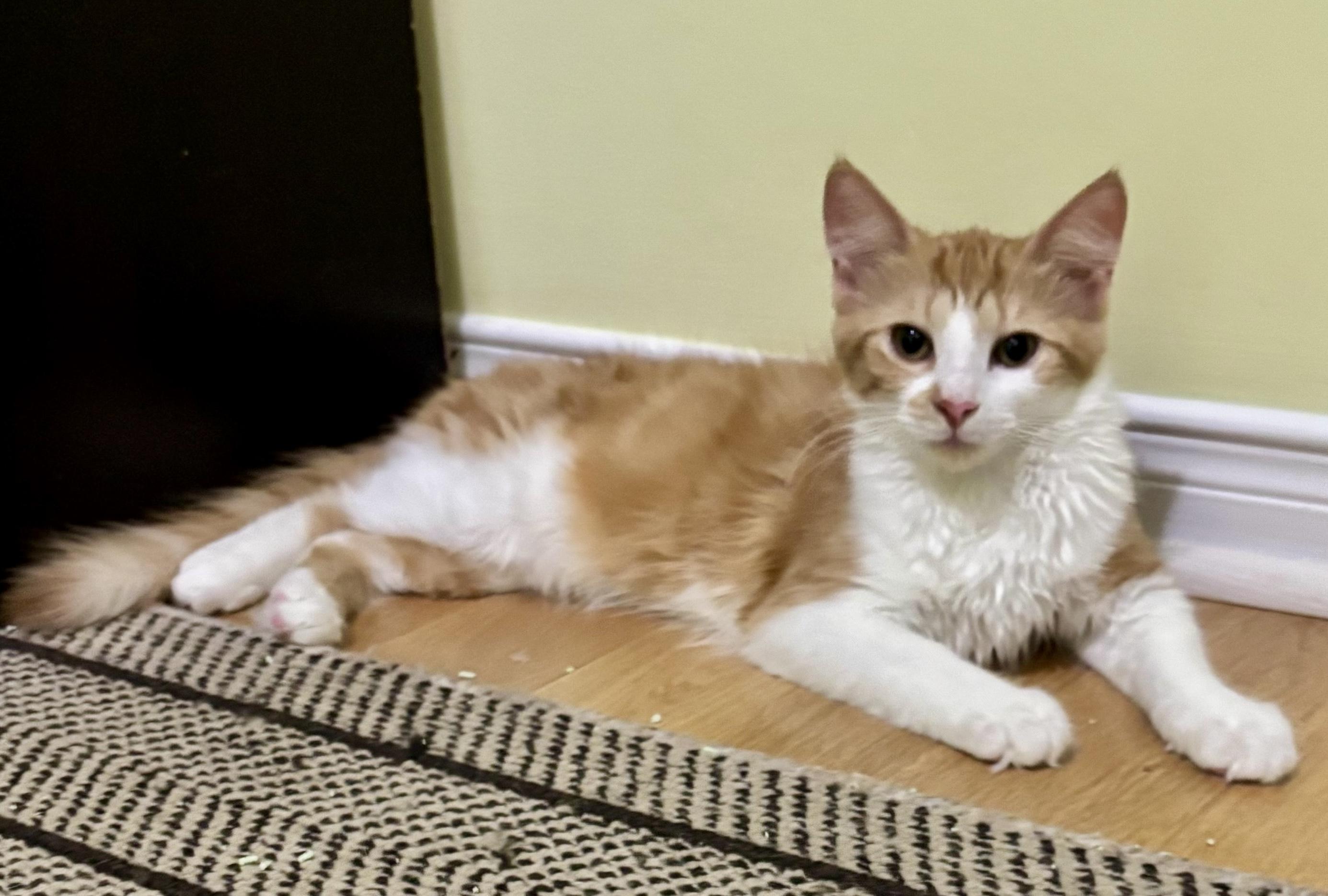 Mountie (bonded with Poutine), a Adoptable mixed breed in Brampton, ON image 5/6