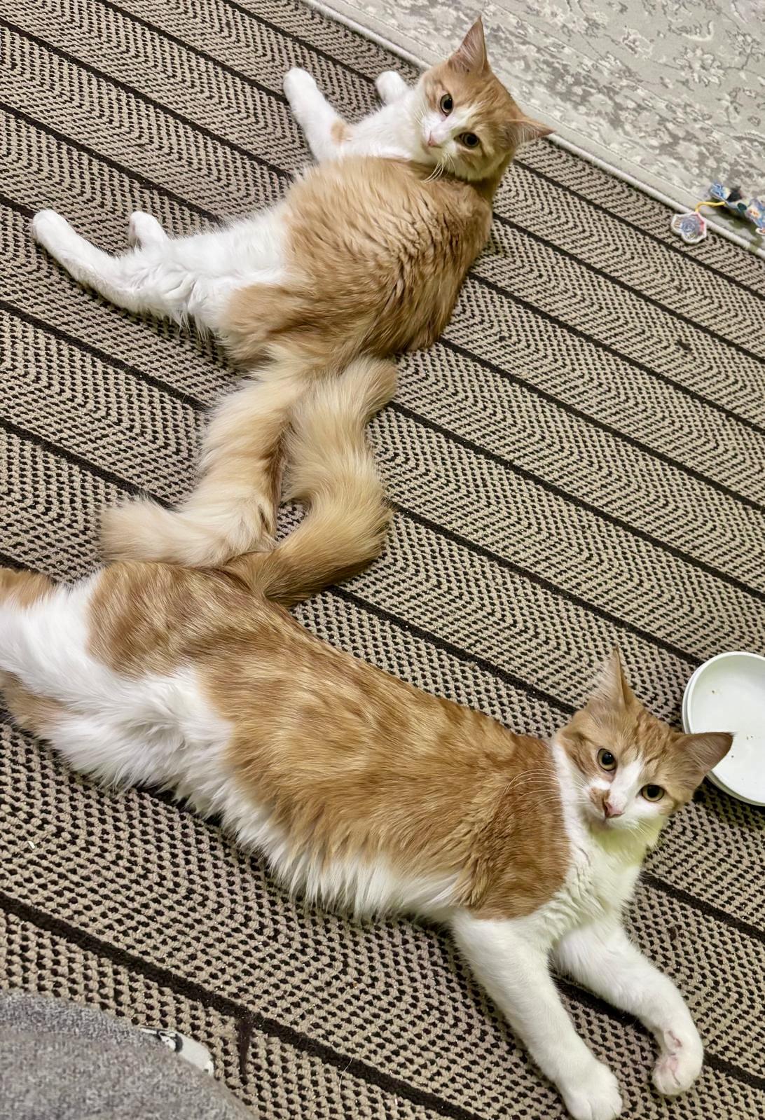 Mountie (bonded with Poutine), a Adoptable mixed breed in Brampton, ON image 6/6