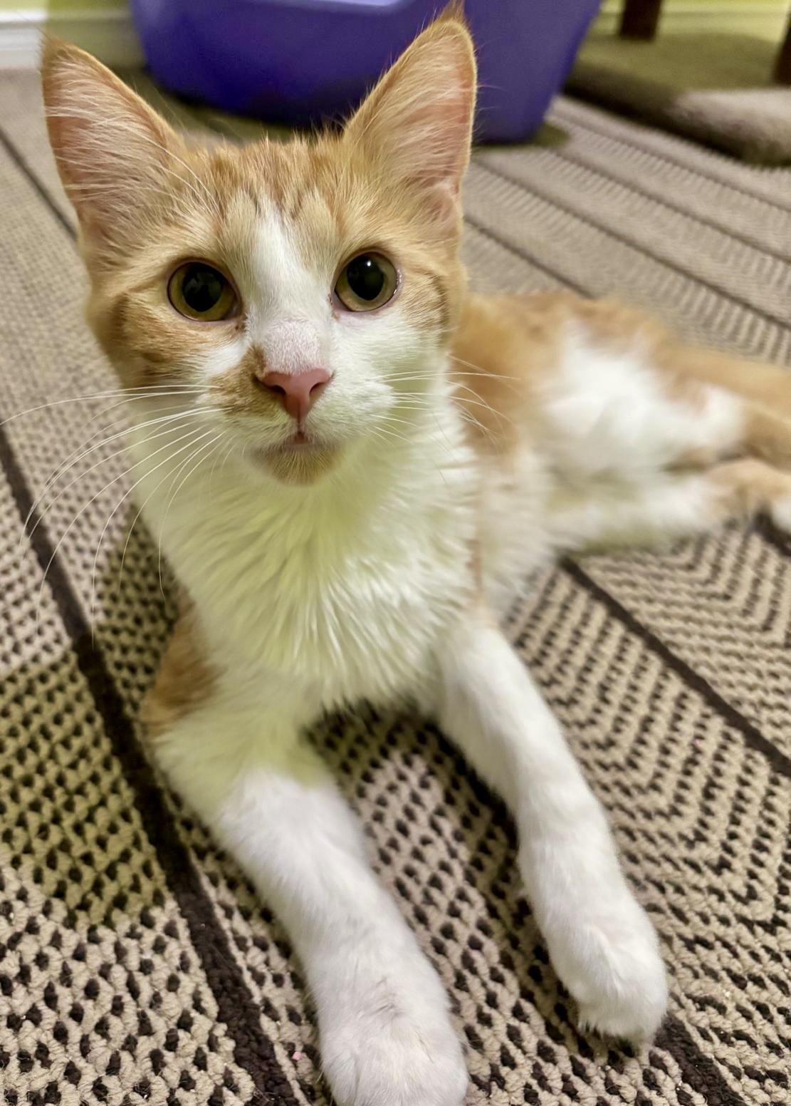 Mountie (bonded with Poutine), Adoptable, Kitten Female Tabby & Domestic Medium Hair.