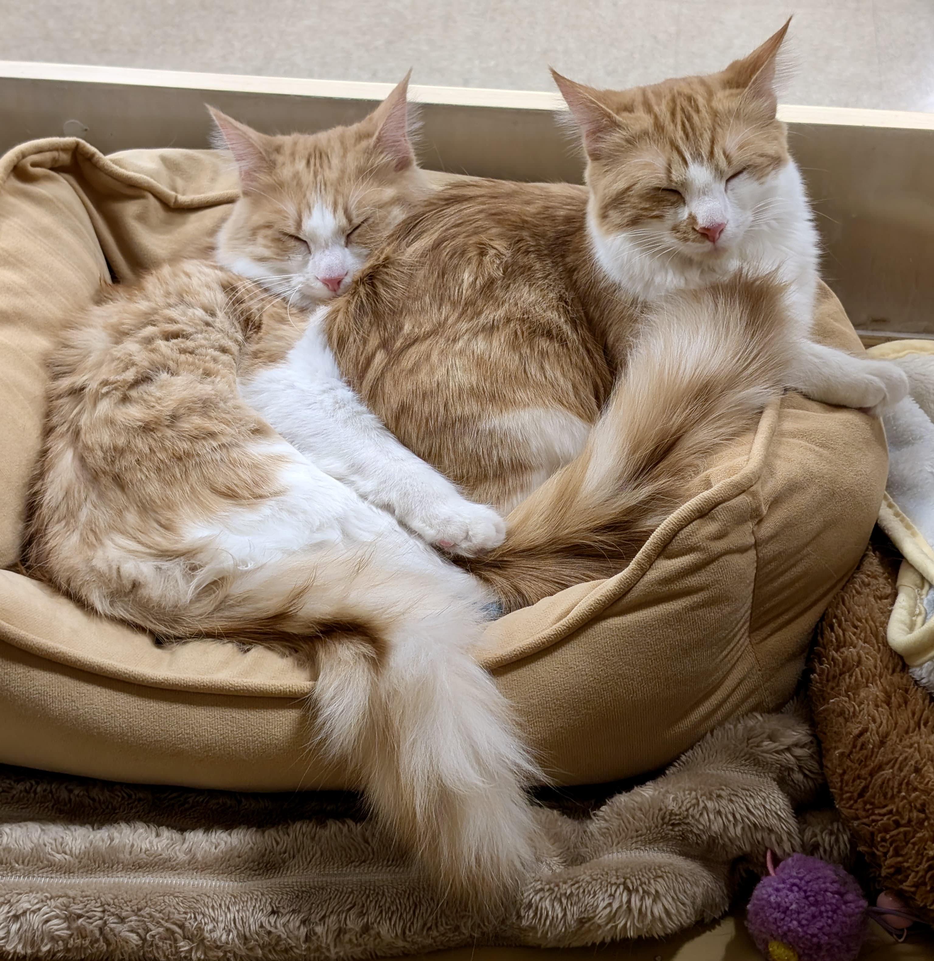 Enlarge Mountie (bonded with Poutine), a Adoptable mixed breed in Brampton, ON image 5/6