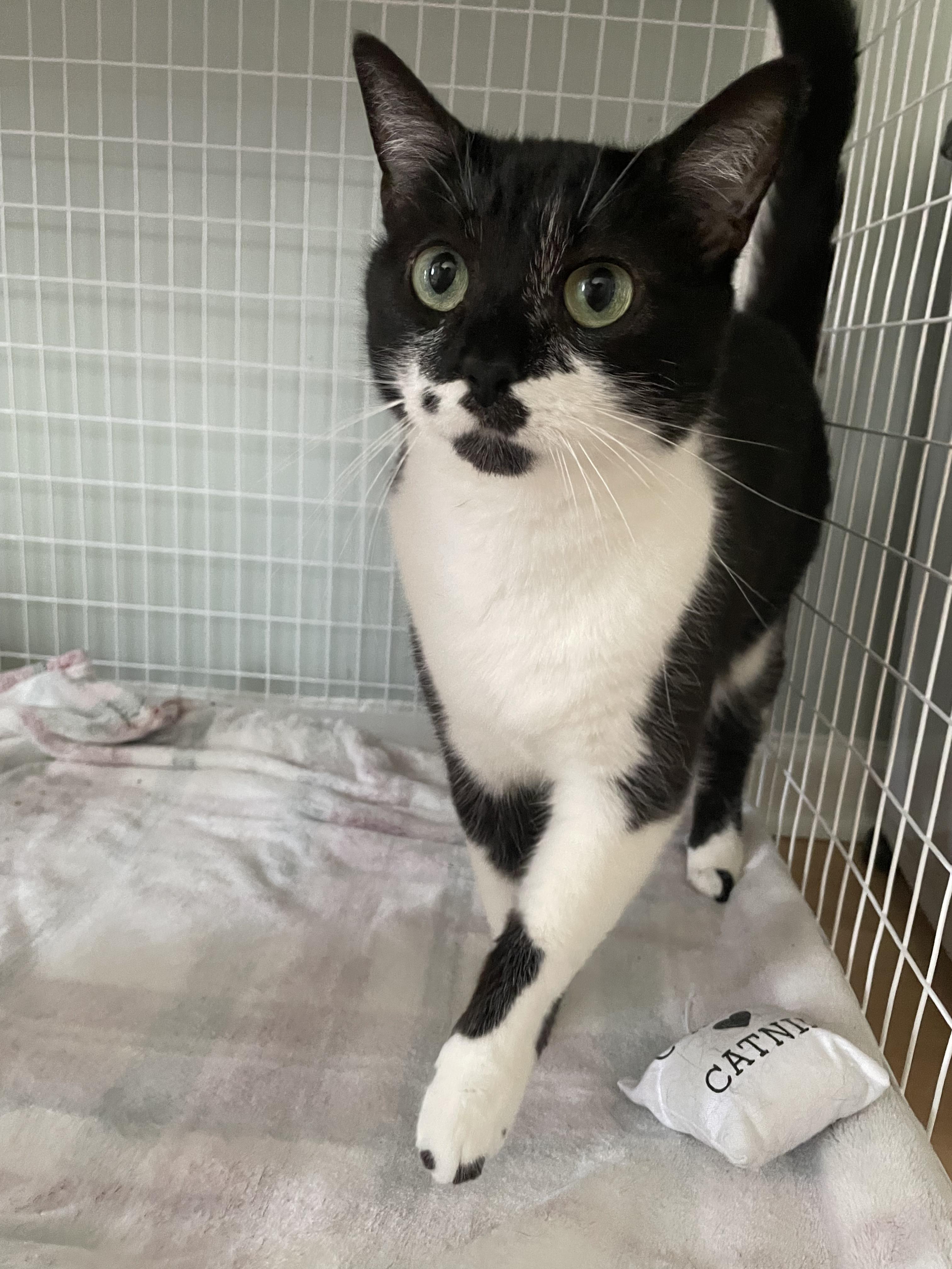 Moo Moo, adopted, Young Female Tuxedo.