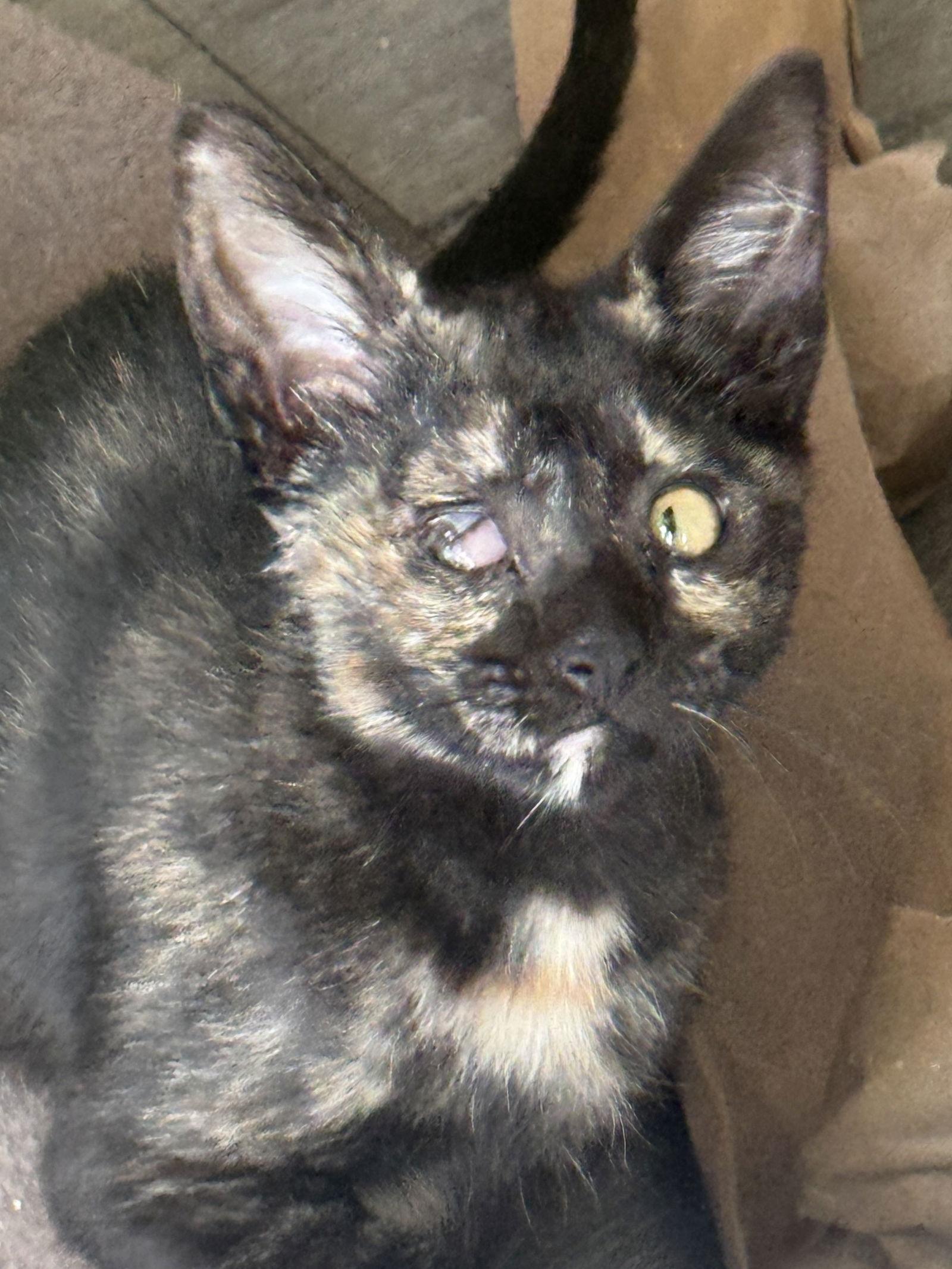 Enlarge April, a Adoptable Domestic Short Hair in Seal Beach, CA image 2/3