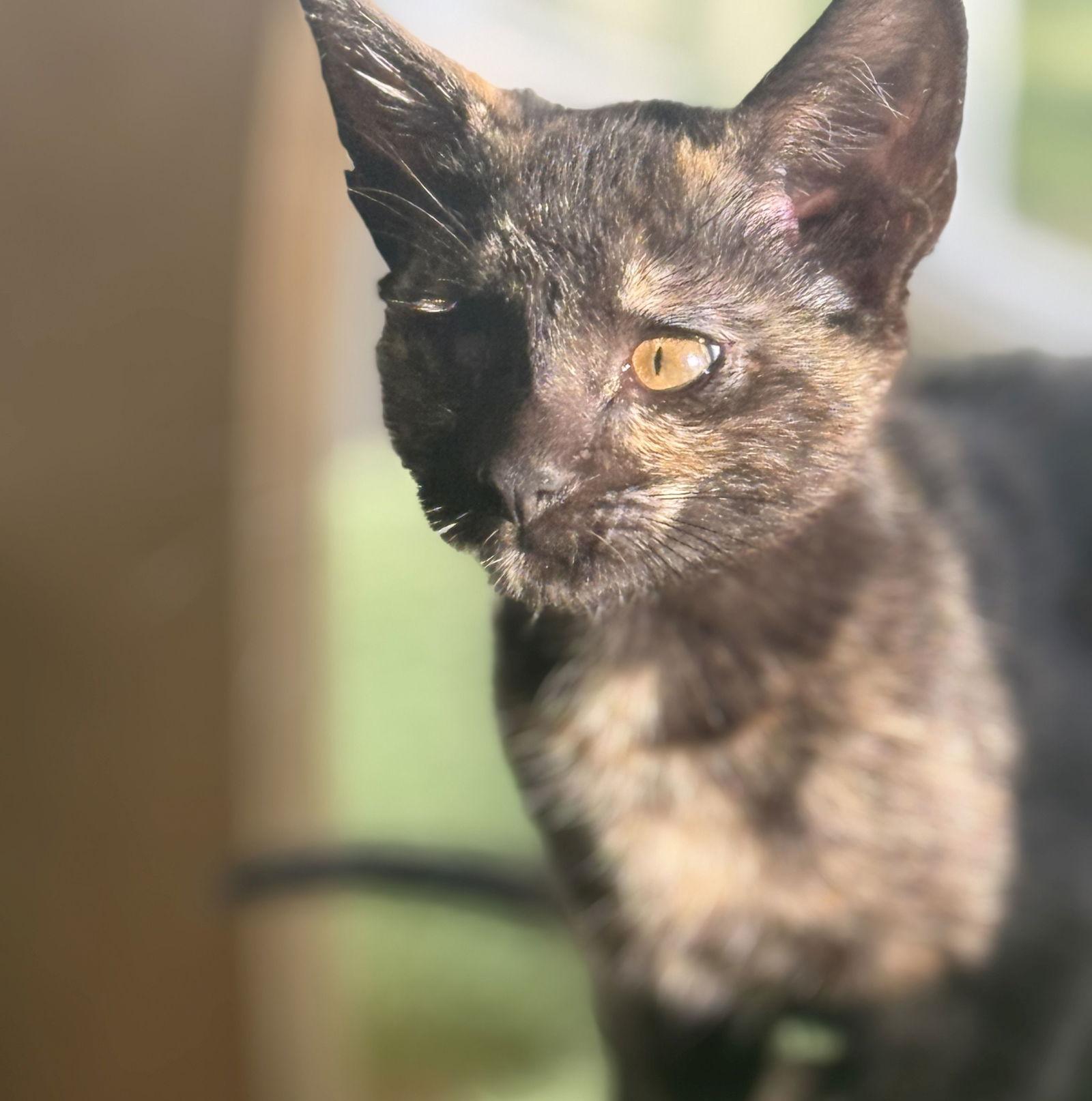 April, Adoptable, Young Female Domestic Short Hair.