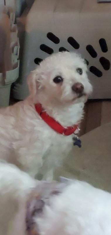 Charlotte, adopted, Adult Female Terrier.