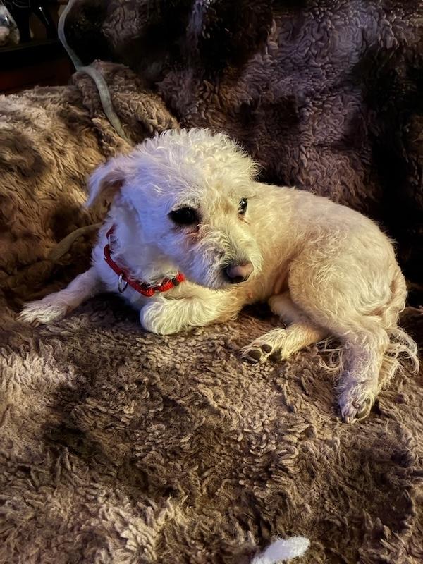 Enlarge Charlotte, a ADOPTABLE mixed breed in Grass Valley, CA image 1/4