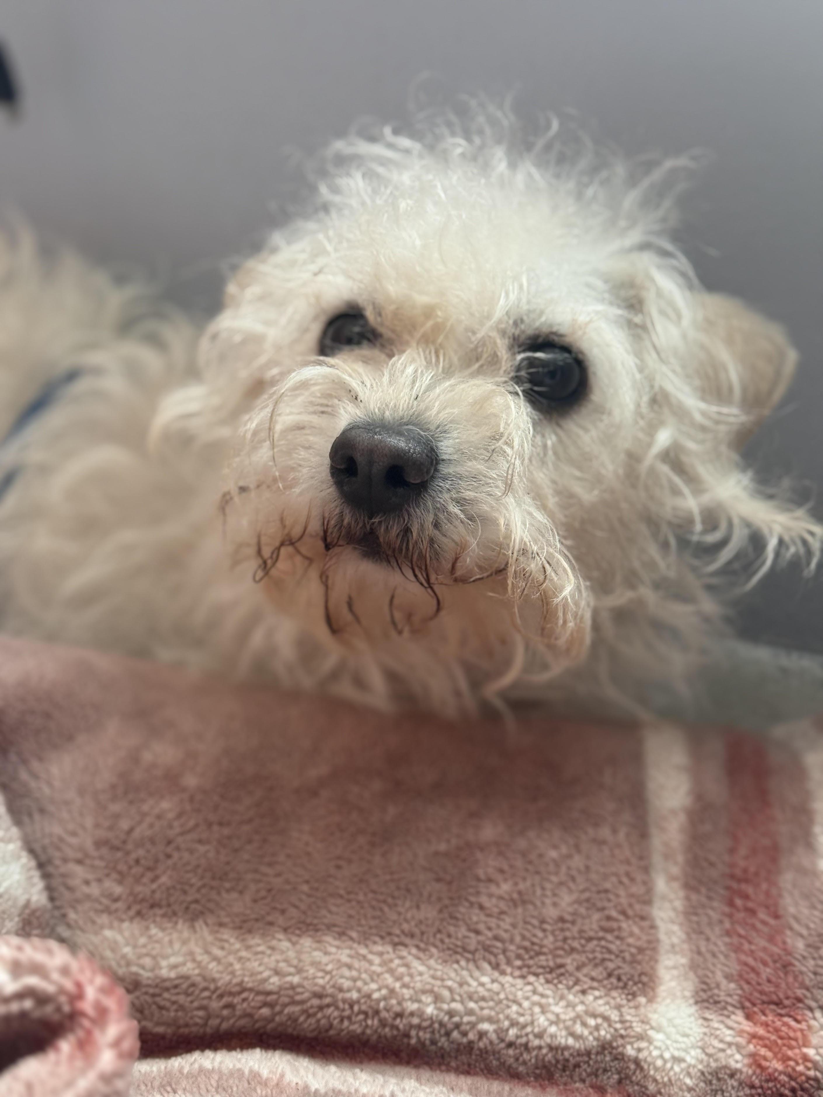 Enlarge Charlotte, an adopted mixed breed in Grass Valley, CA image 5/5