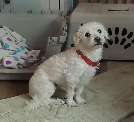 Enlarge Charlotte, an adopted mixed breed in Grass Valley, CA image 3/5