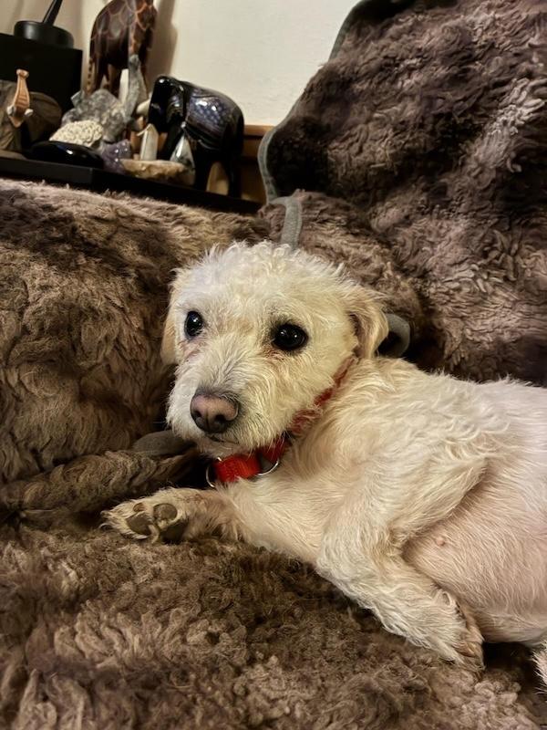 Enlarge Charlotte, a ADOPTABLE mixed breed in Grass Valley, CA image 4/4