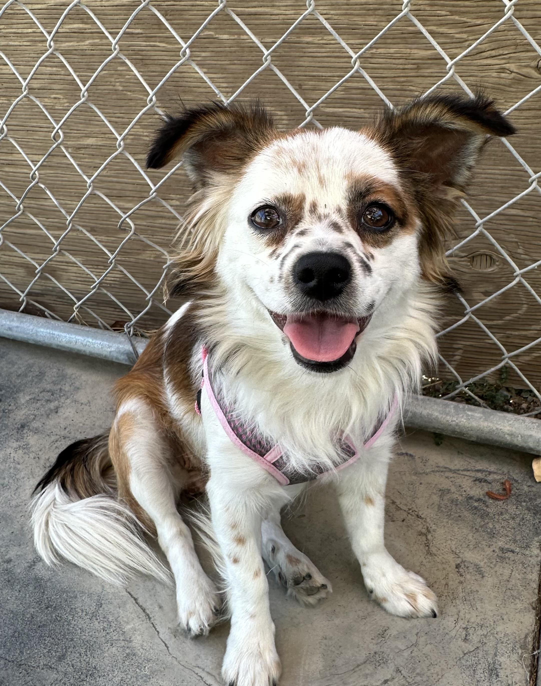 Enlarge Maddie, an adopted mixed breed in Knightsen, CA image 1/6