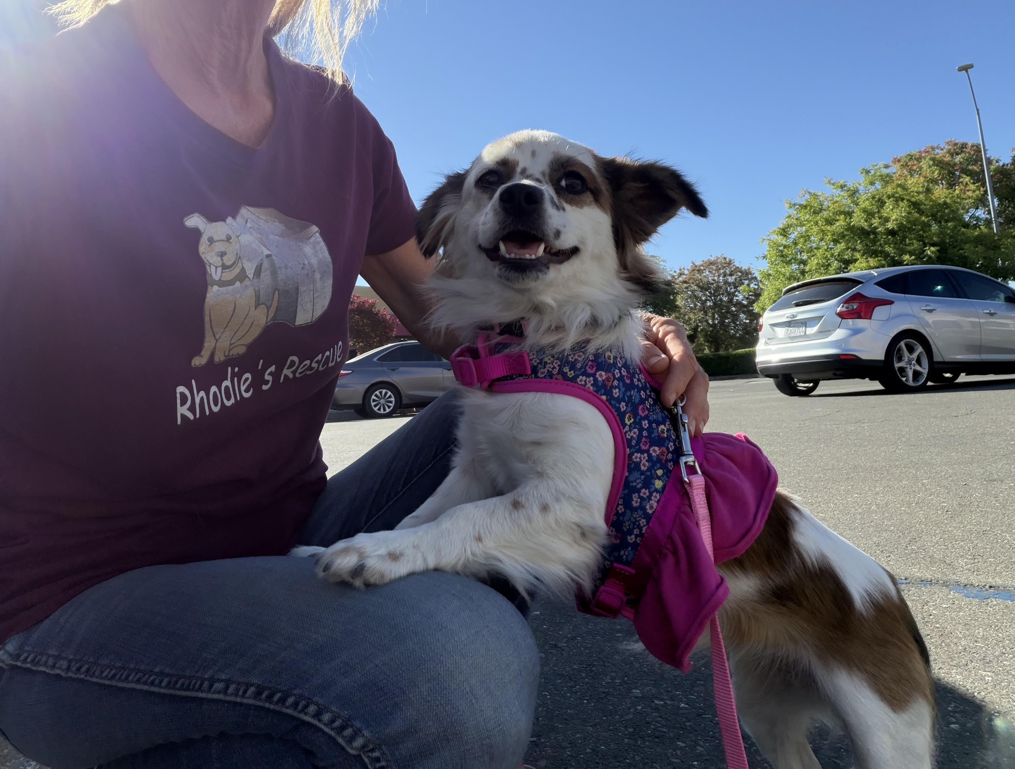 Enlarge Maddie, an adopted mixed breed in Knightsen, CA image 3/6