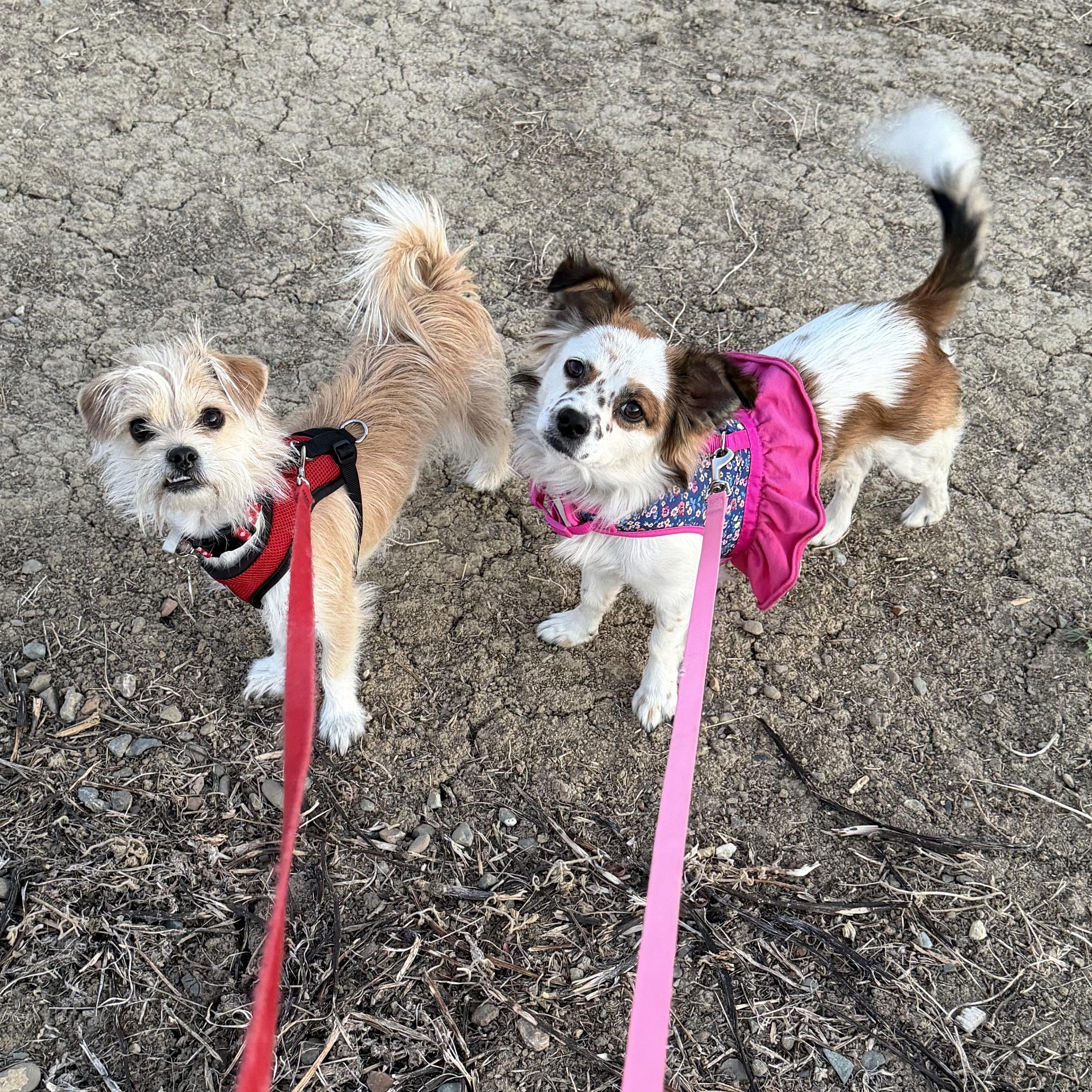 Enlarge Maddie, an adopted mixed breed in Knightsen, CA image 5/6