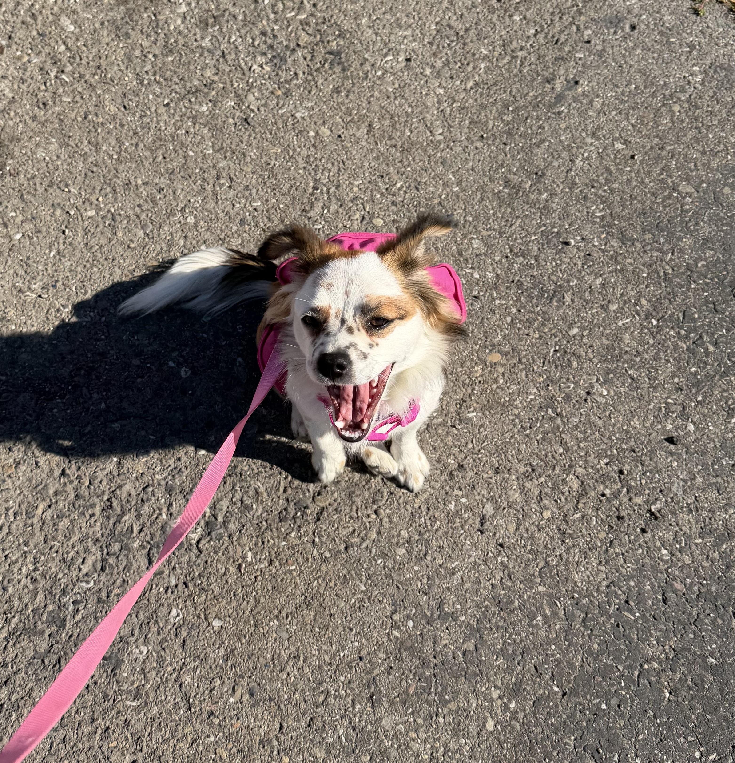 Enlarge Maddie, an adopted mixed breed in Knightsen, CA image 4/6