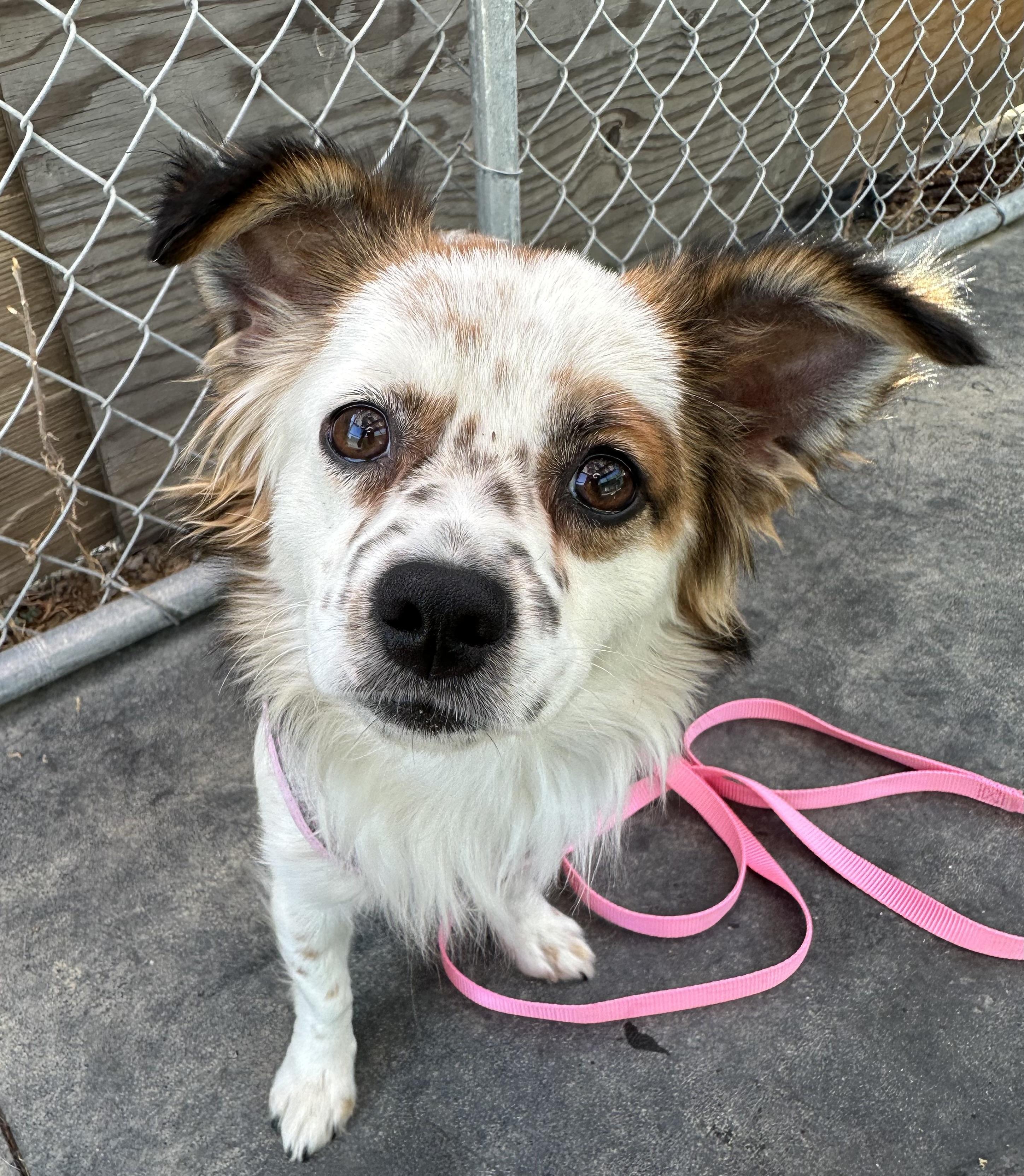 Enlarge Maddie, an adopted mixed breed in Knightsen, CA image 2/6