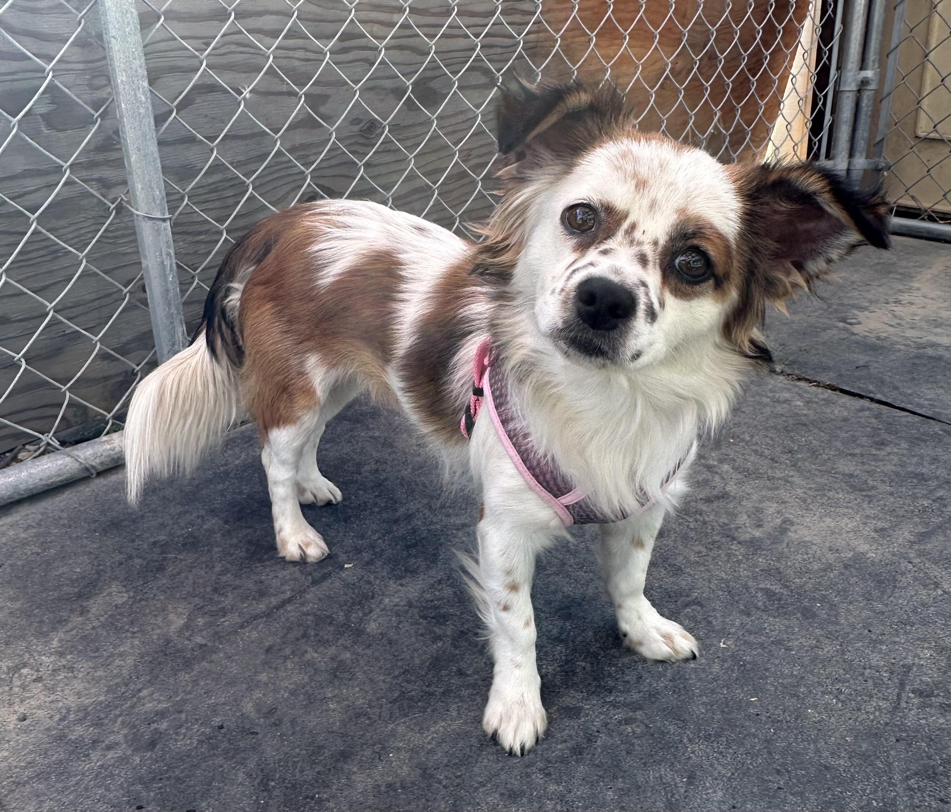 Enlarge Maddie, an adopted mixed breed in Knightsen, CA image 6/6