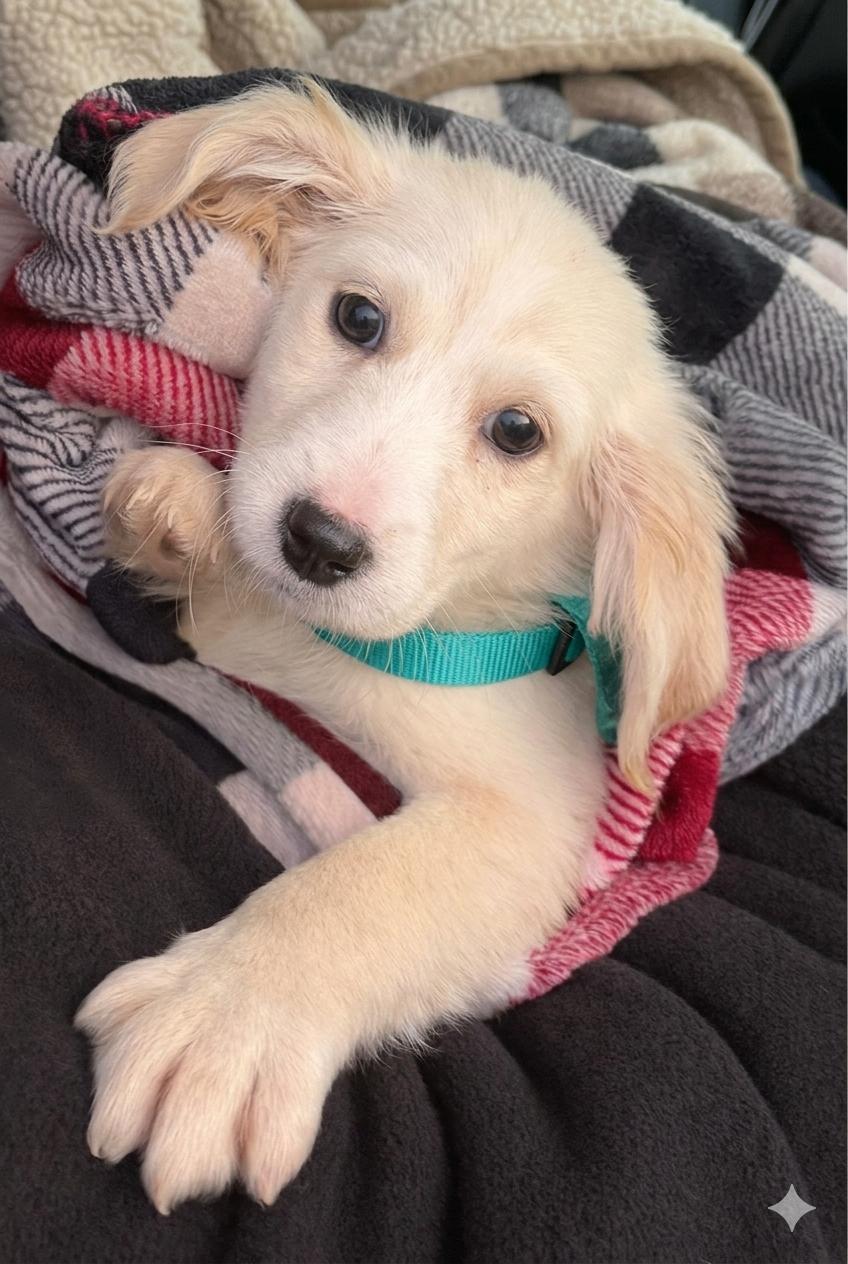 Enlarge Casper, a Adoptable mixed breed in Toledo, OH image 2/2