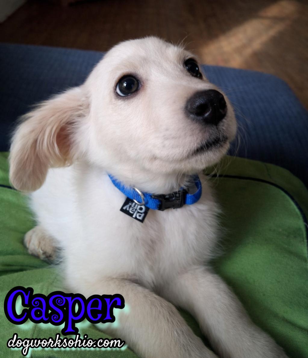 Casper, Adoptable, Puppy Male Mixed Breed.