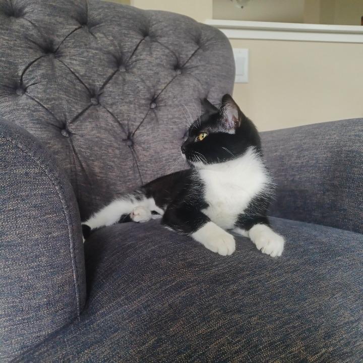 Asteria, a Adoptable Domestic Short Hair in Chaska, MN image 3/6