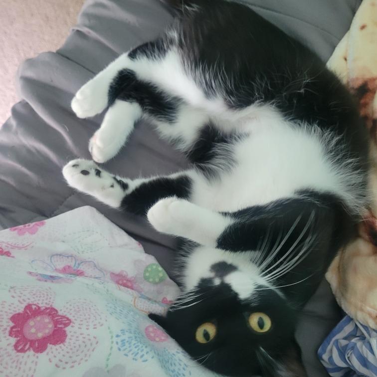 Asteria, a Adoptable Domestic Short Hair in Chaska, MN image 6/6