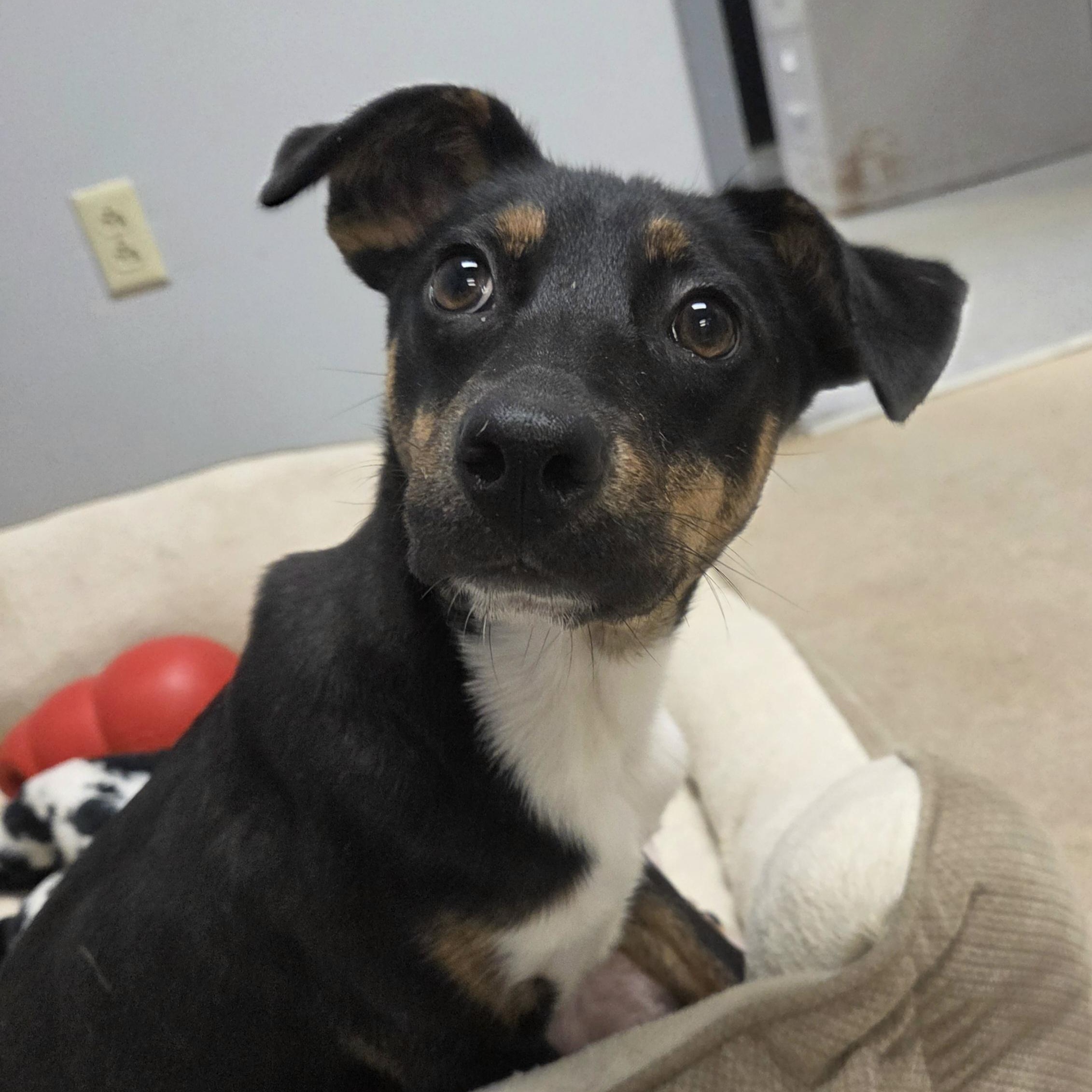 Aurora, Adoptable, Puppy Female Mixed Breed.