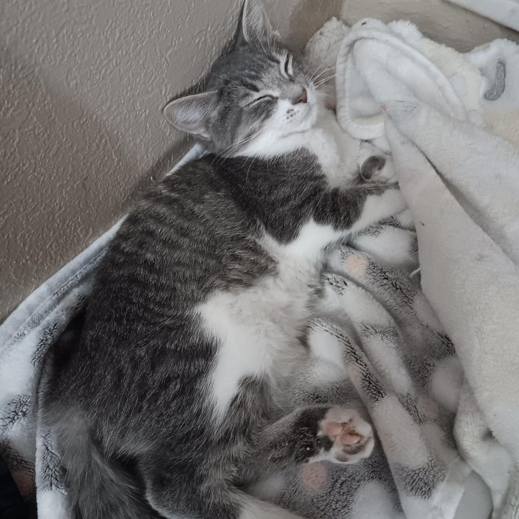 Baela, Adoptable, Young Female Domestic Short Hair.