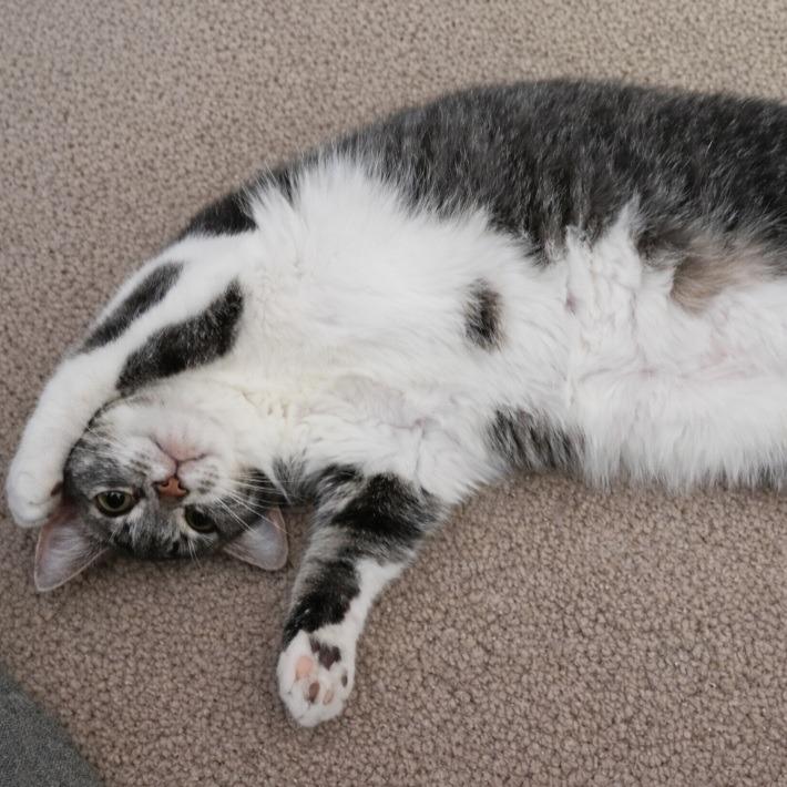 Enlarge Baela, a Adoptable Domestic Short Hair in Springfield, OH image 2/6