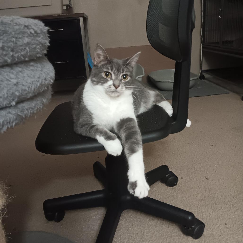 Baela, a Adoptable Domestic Short Hair in Springfield, OH image 3/6
