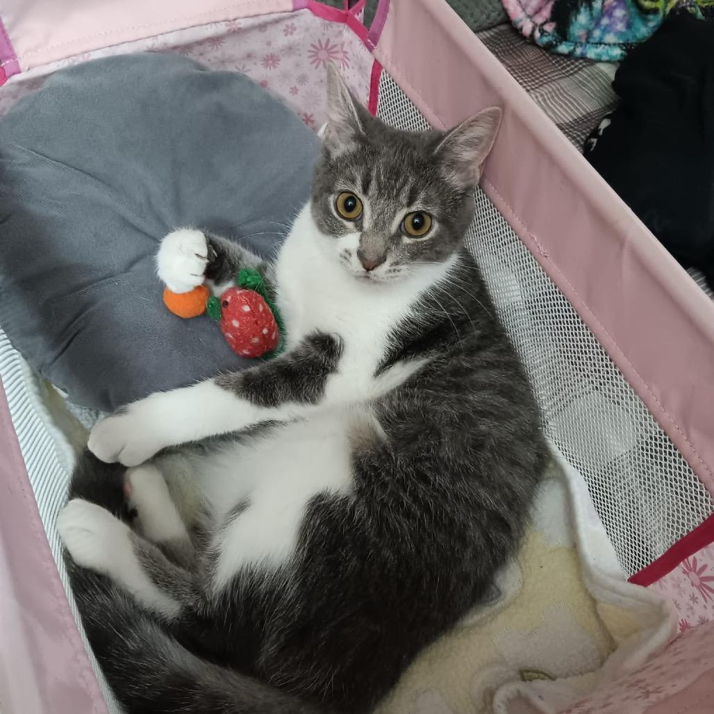 Baela, a Adoptable Domestic Short Hair in Springfield, OH image 6/6