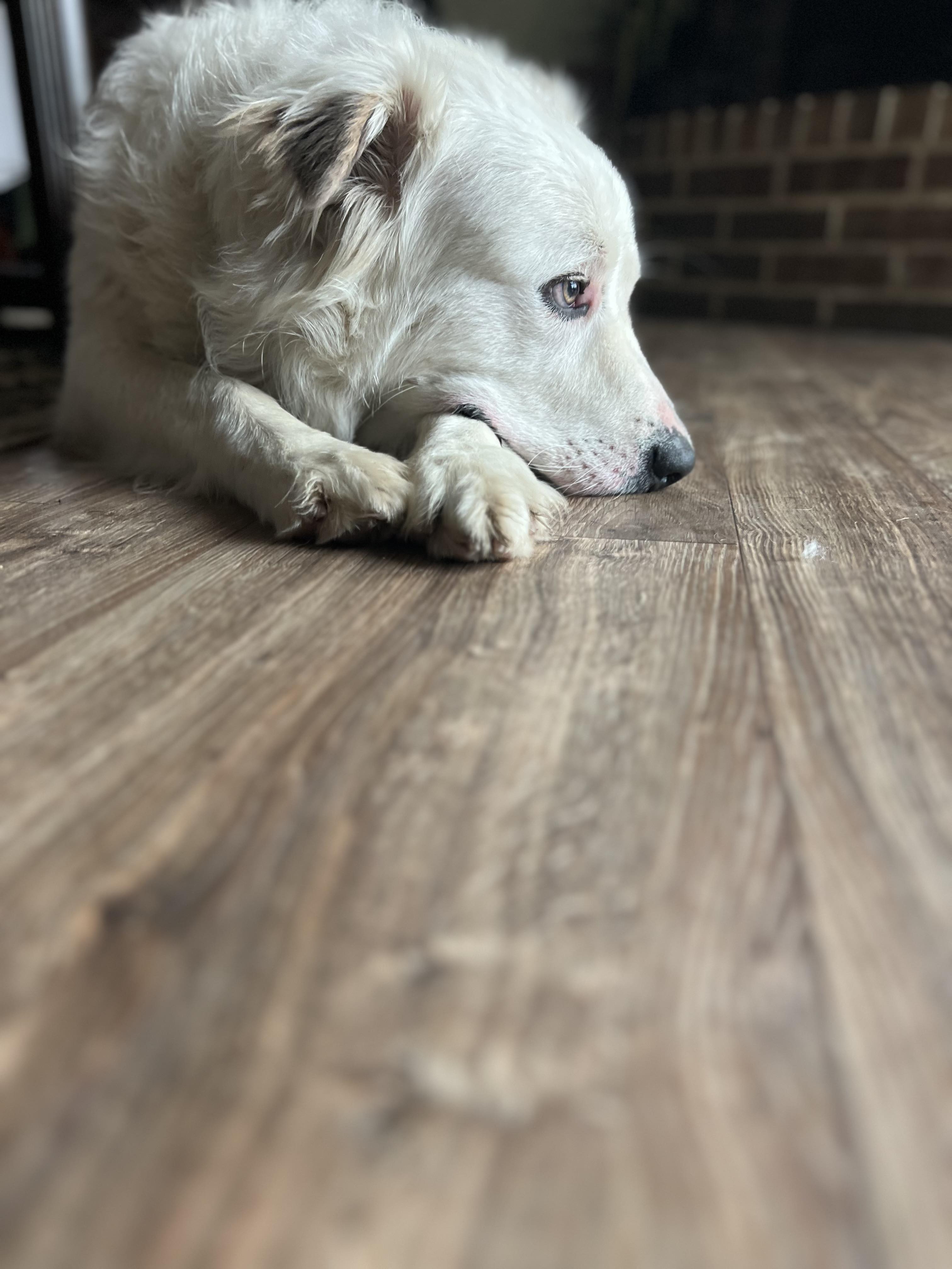 Dog for adoption Benjamin Argo, a Great Pyrenees & Labrador Retriever