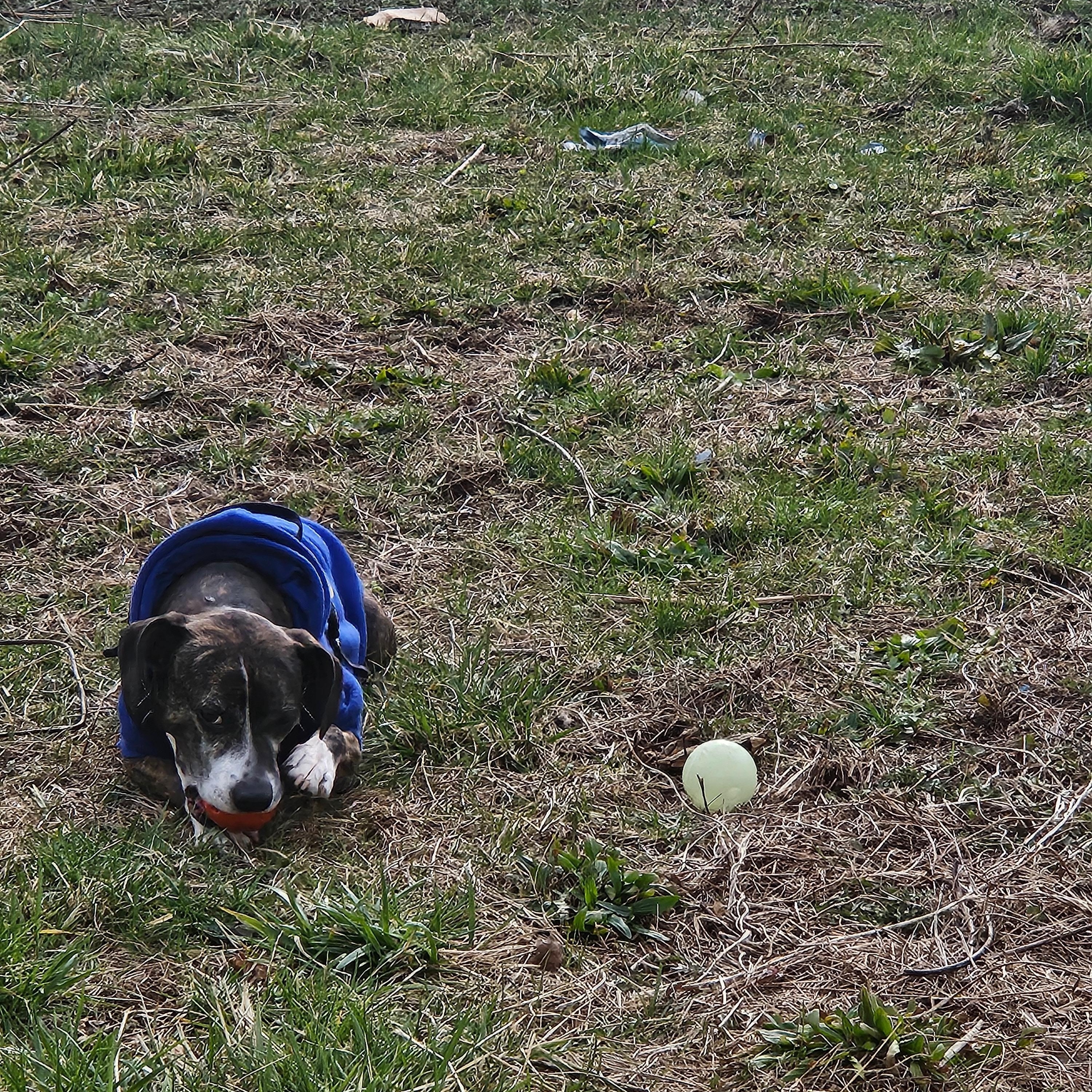 Jasper, a ADOPTABLE mixed breed in New York, NY image 3/6