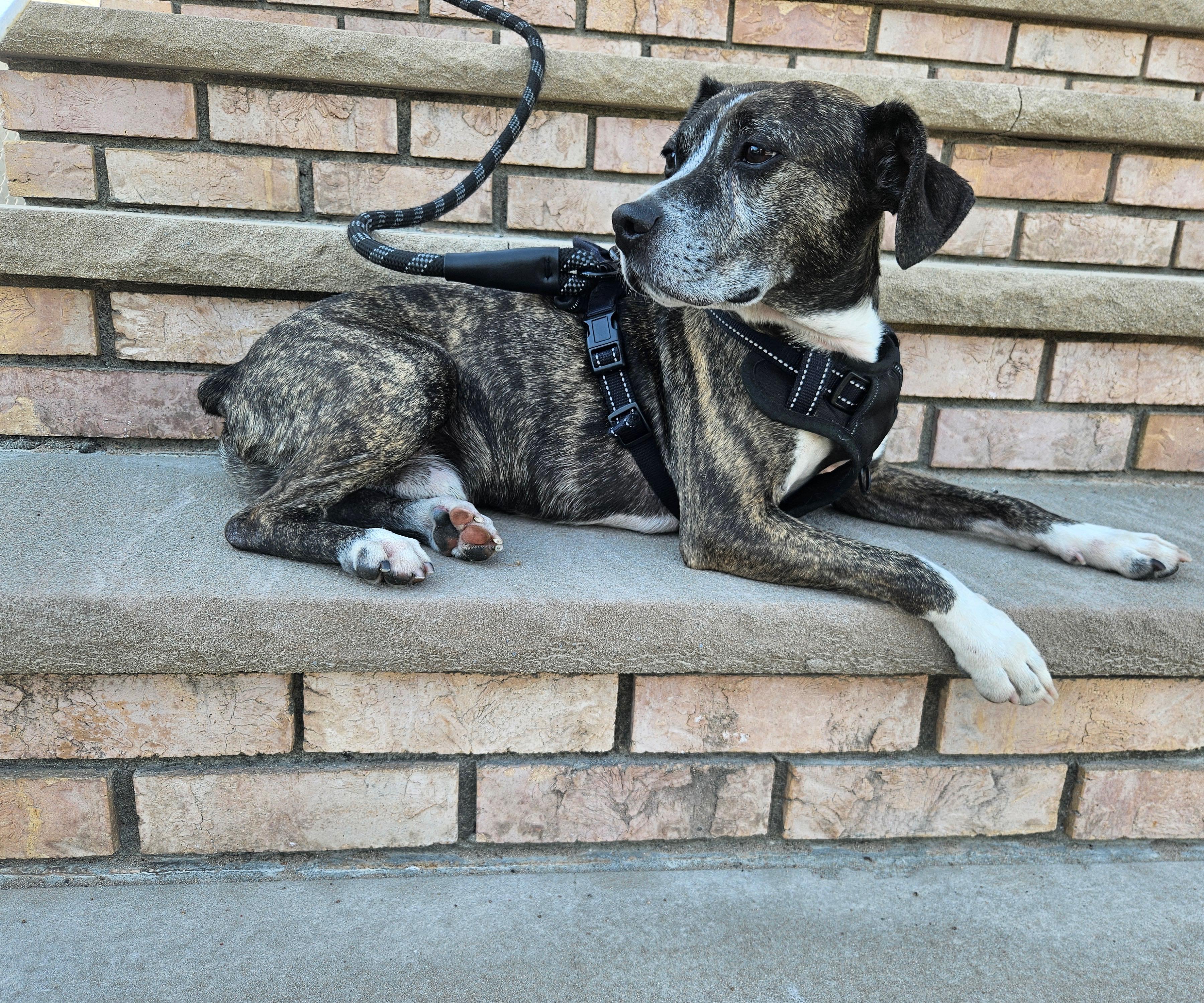 Jasper, a ADOPTABLE mixed breed in New York, NY image 6/6