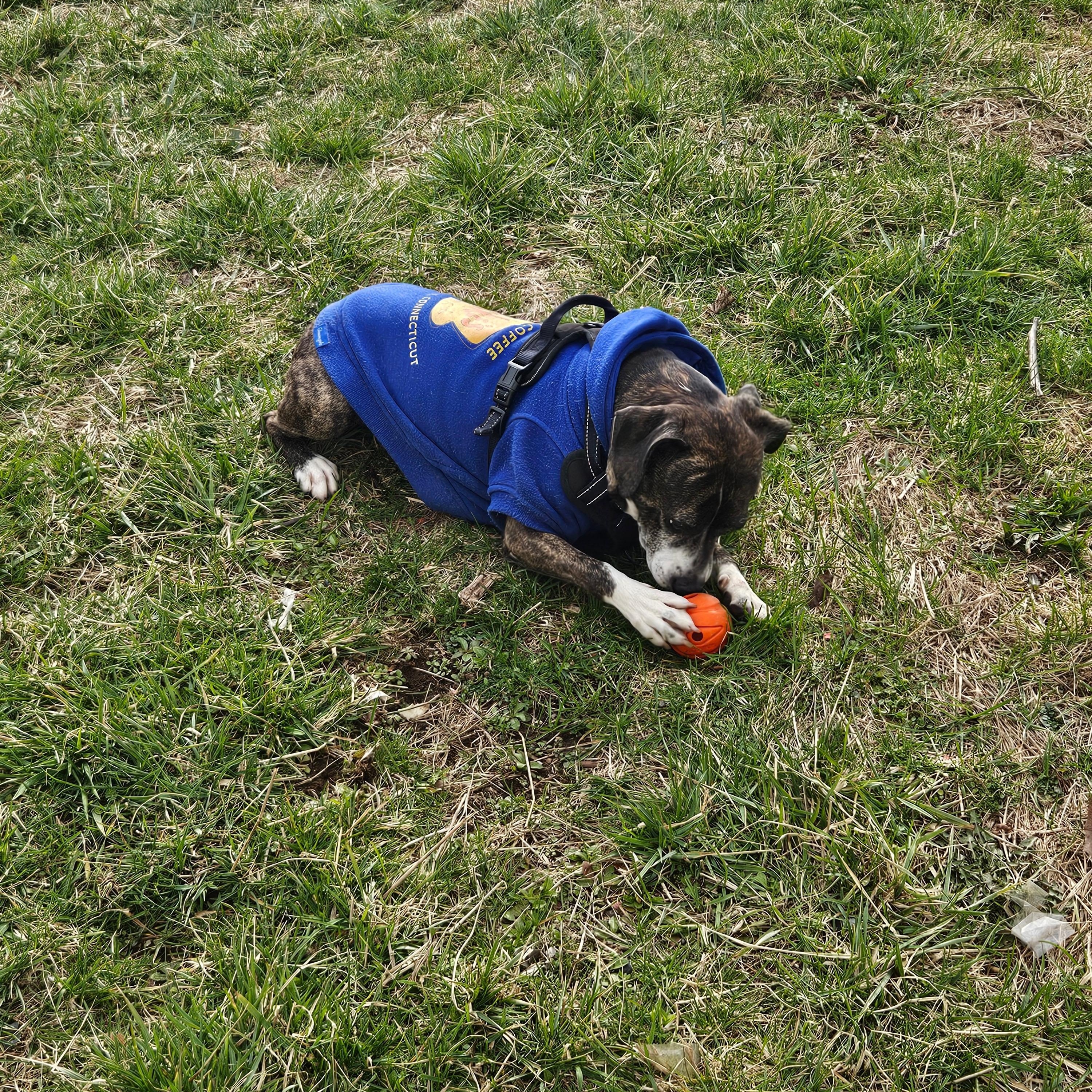 Jasper, a ADOPTABLE mixed breed in New York, NY image 2/6
