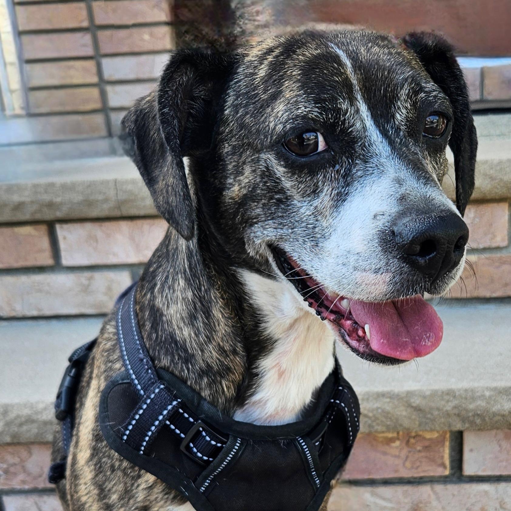 Jasper, a ADOPTABLE mixed breed in New York, NY image 1/6