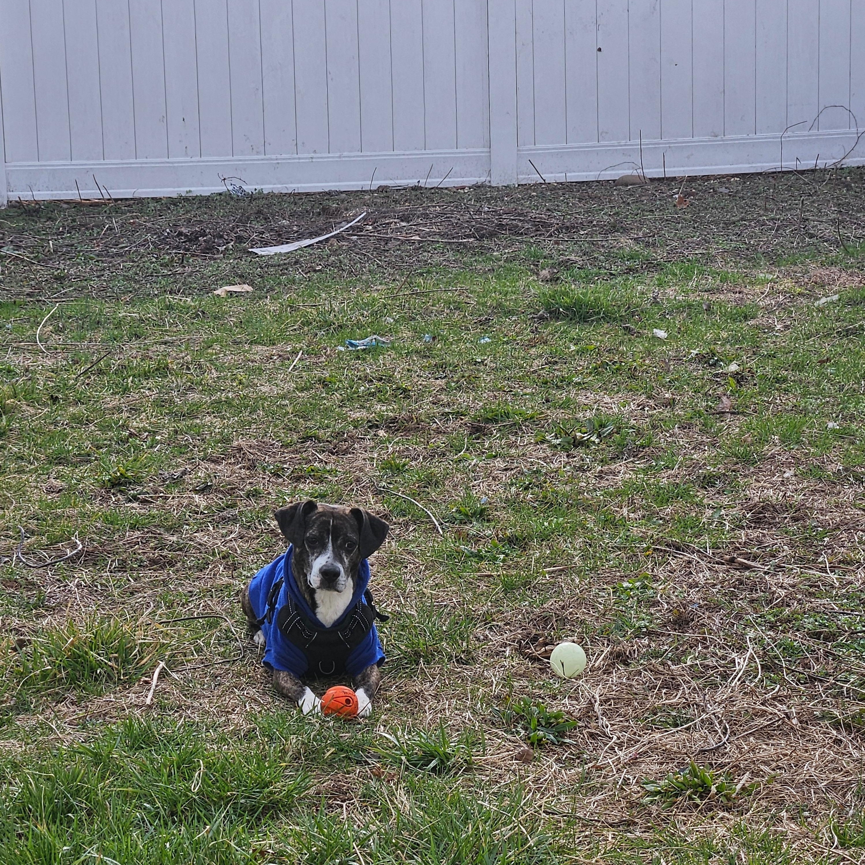 Jasper, a ADOPTABLE mixed breed in New York, NY image 4/6